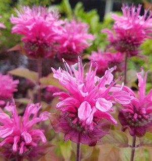 Монарда Monarda Croftway Pink BR