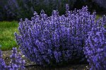 Котовник фассена Nepeta faassenii Walkers Low