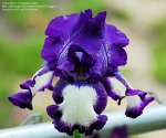 Ирис бородатый Iris bearded Stepping Out BR