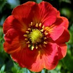 Гравилат красноцветковый Geum coccineum Borisii