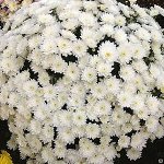 1 Daybreak Pure White