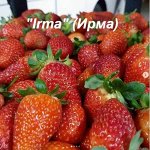 Irma