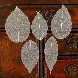 Сухие листья, (набор 5 шт), размер 1 шт:: 8?5 см, цвет белый
