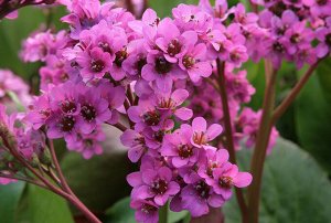 Бадан Bergenia Purpurea