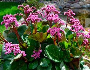 Бадан Bergenia Purpurea