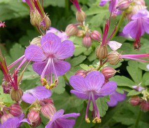 Герань Geranium macrorrhizum