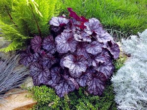 Гейхера Heuchera Ametyst Myst BR