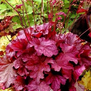 Гейхера Heuchera Berry Smoothie BR