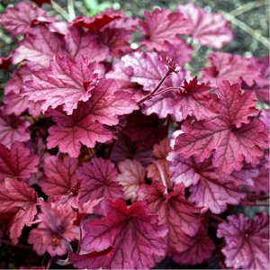 Гейхера Heuchera Berry Smoothie BR