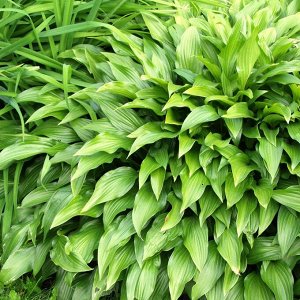 Хоста ланцетолистная Hosta lancifolia BR