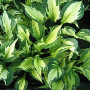 Хоста Hosta Whirlwind BR