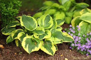 Хоста Hosta Twilight BR