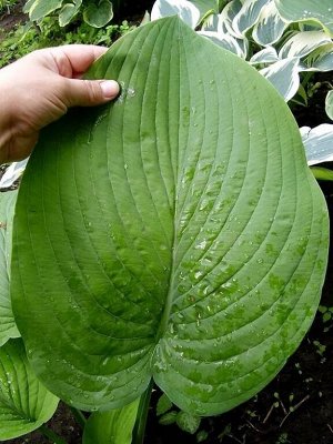 Хоста гибридная гигантская Hosta T Rex BR