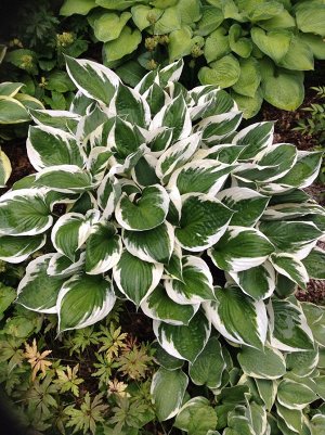 Хоста Hosta Minuteman BR