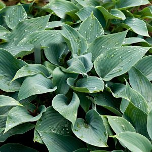 Хоста Hosta Halcyon BR