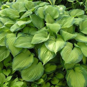 Хоста Hosta Guacamole BR