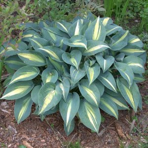 Хоста (Hosta Grand Marquee BR)