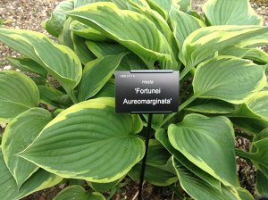 Хоста Hosta Aureomarginata BR