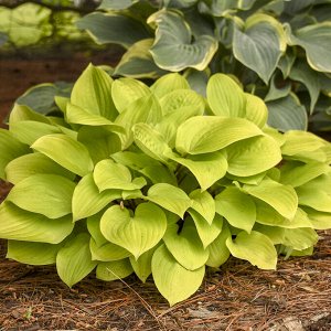 Хоста Hosta August Moon BR