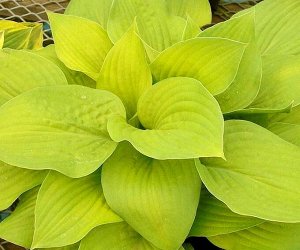 Хоста Hosta August Moon BR