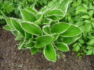 Хоста Hosta Albomarginata BR