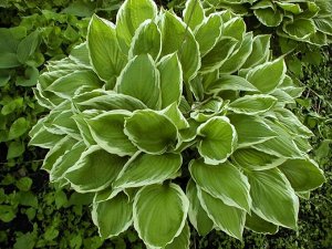 Хоста Hosta Albomarginata BR