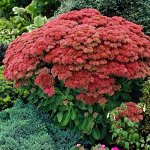 Очиток Sedum Autumn Joy BR