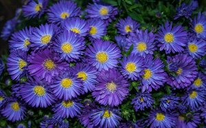 Астра Aster Blaue Lagune BR