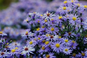 Астра кустарниковая Aster dumosus Lady in Blue BR