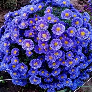 Астра альпийская Aster alpinus Blue BR