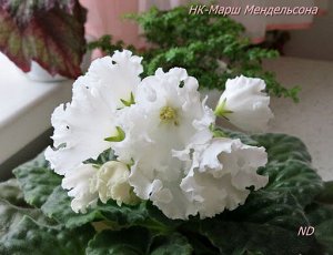 НК - Марш Мендельсона