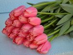 ТЮЛЬПАН FIRST ROSY