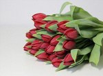 Сорт Стронг Лав
