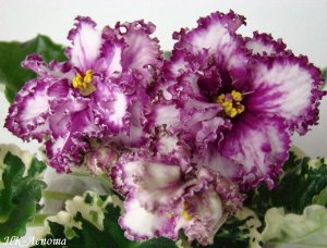 НК Лепота НК Лепота Крупные махровые белые цветы с пурпурным глазком и пурпурной каймой, украшенной бронзовым оверлоком.  Пестролистная розетка.