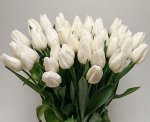 ХИТ! 🌷Сорт Альбатрос