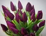 Тюльпаны LAPTOP фиолет