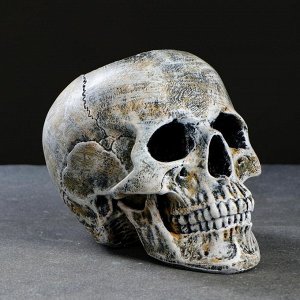 Ёршик для унитаза с подставкой «Череп», стальная ручка, 16x15x22 см, белый
