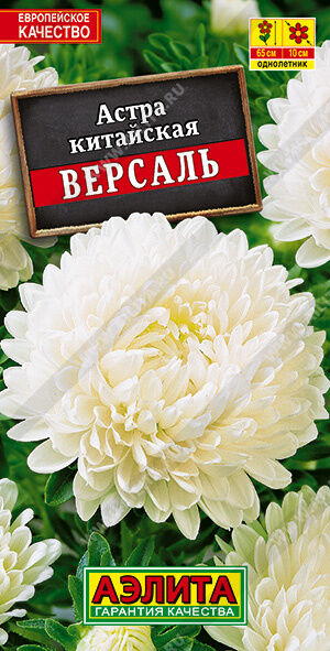 Астра Версаль пионовидная
