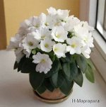Детка сенполии Н-Маргарита