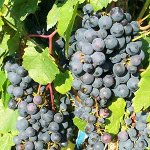 Виноград неукрывной Мариновский_высота 40 см_2-х летка