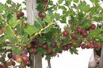 Крыжовник Консул(бесшипный)_высота 50 см_2-х летка