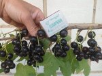 Смородина черная Селеченская 2_высота 60 см