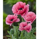 Алмазная вышивка (мозаика) круглые стразы 20*30