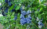 Голубика высокорослая Патриот_горшок 2 литра_ХОРОШИЙ СОРТ_Рекомендую