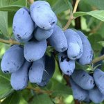 ЖИМОЛОСТЬ БОРЕАЛ БЬЮТИ