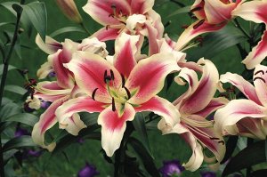 Кэнди Клаб Лилия-Гигант! Громадные цветки (25-30см) с бордово-розовыми лепестками, обрамленными бело-кремовой каймой, впечатляют с первого взгляда! Сложите  вместе две ладони –  цветки у этой лилии ещ