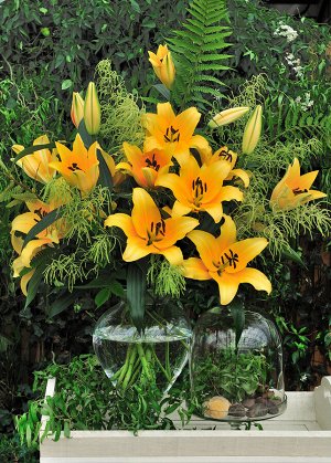 Корковадо "Лилия-Дерево!" Яркое лето на клумбе! Обладает поистине удивительной красотой, яркой расцветкой и нежным ароматом. Цветки (30см), как яркие звёздочки, преобразят ваш сад    своим цветением.