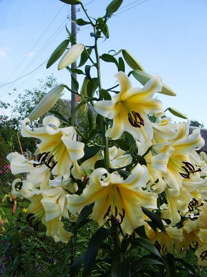 Ханимун Обильное и продолжительное цветение! Образует крупные (до 25 см ) медовые,нежно-желтого цвета с солнечным отливом, цветки.  Высота до 120см. Диаметр цветка: 20-25 см