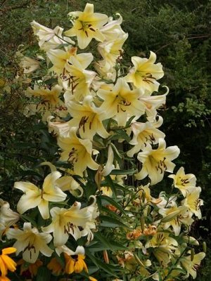 Манисса Обладательница насыщенного аромата!  Высота-130см, очаровательный цветок нежно-желтого окраса ( 25cм) ,   с более насыщенной серединой. Длинные тычинки усыпаны пыльцой бордового цвета.