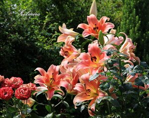 Зелмира Ярко-выраженный аромат! Цветки крупные, диаметром 30 см, чашевидной формы, искристые, нежно лососево-розового цвета, пыльники темно-коричневые.  Высота  130 -140 см.